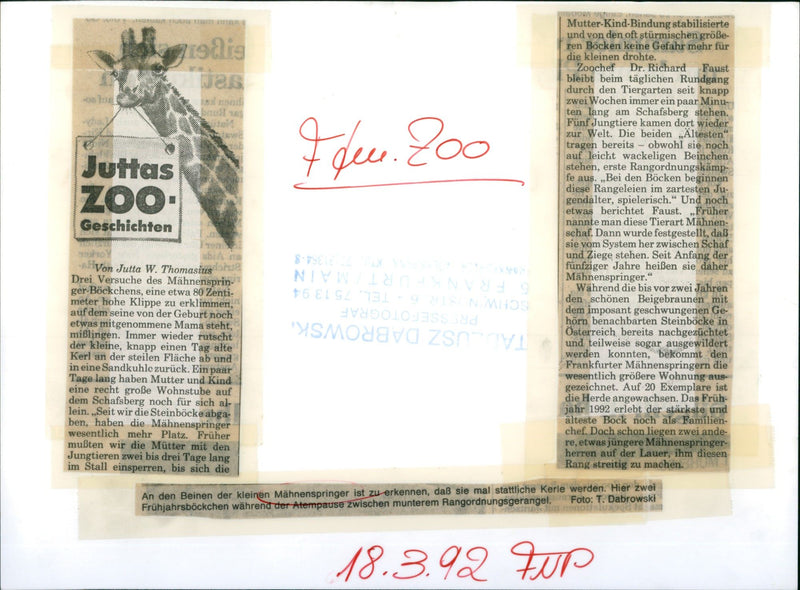 Mane jumpers in the Frankfurt Zoo - Vintage Photograph