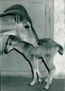 Maned jumpers in the Frankfurt Zoo - Vintage Photograph