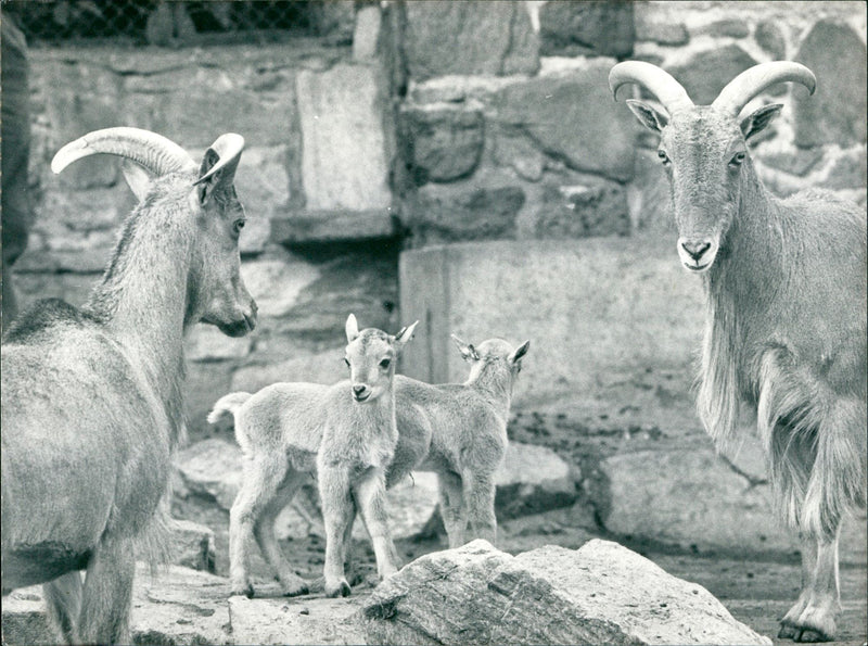 Maned jumpers in the Frankfurt Zoo - Vintage Photograph