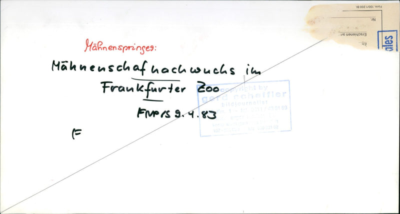 Mane sheep offspring in the Frankfurt Zoo - Vintage Photograph