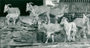 Mane sheep offspring in the Frankfurt Zoo - Vintage Photograph