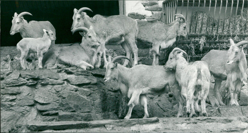 Mane sheep offspring in the Frankfurt Zoo - Vintage Photograph