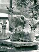 ANIMAL JUMPER AGEN JUMP FFEN - Vintage Photograph