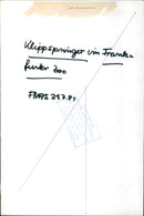 ANIMAL JUMPER KLIPPSPRINGER FRANKS FUNTER ZOO FAUS JUBIO JUMPE - Vintage Photograph