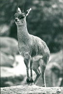 ANIMAL JUMPER KLIPPSPRINGER FRANKS FUNTER ZOO FAUS JUBIO JUMPE - Vintage Photograph