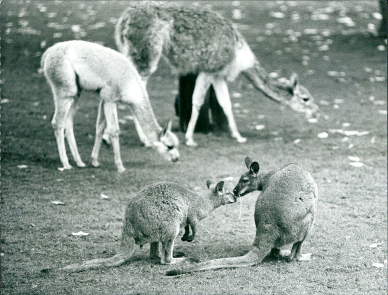 1991 ANIMALS KANGURUKS BENNETT KANGURUHS EDER NEW LIFE BAG MATURING JUST - Vintage Photograph