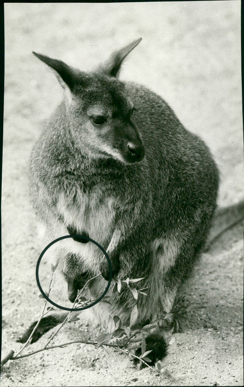 KANGURUKS ARE ANIMALS THAT LIVE ZOO - Vintage Photograph