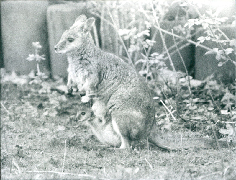 1941 ANIMALS KANGURUKS KITTENS BLEW NEVERTHELESS LIE ABOUT MOTHER BELLY MICK - Vintage Photograph