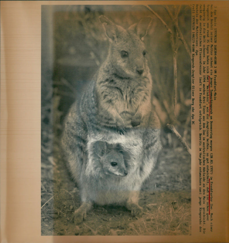 1997 KANGURUKS ANIMALS ZOO AUSTRALIAN ADELAID - Vintage Photograph