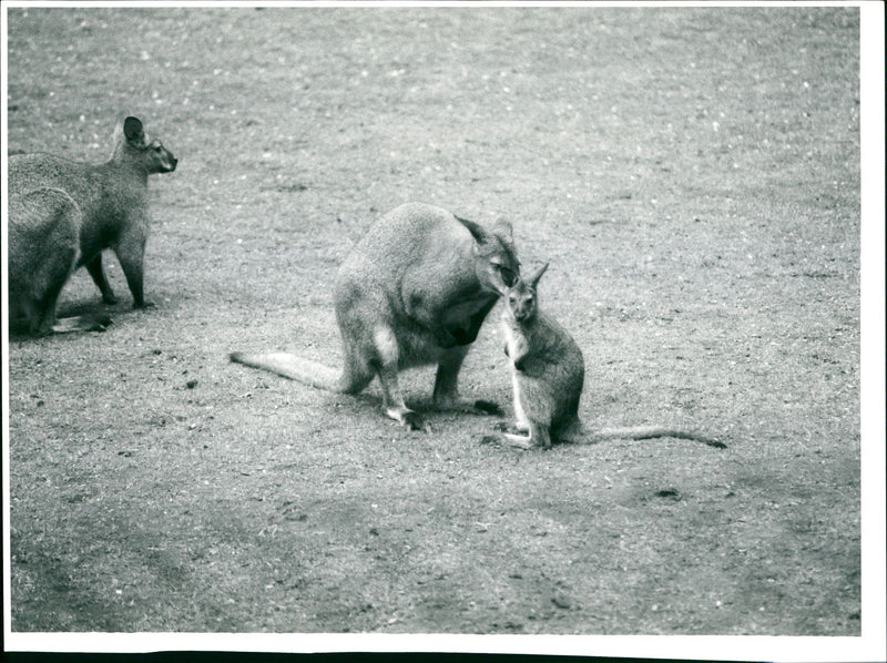 ANIMALS KANGURUKS ZOO KANGURUB SIZLER FFM - Vintage Photograph