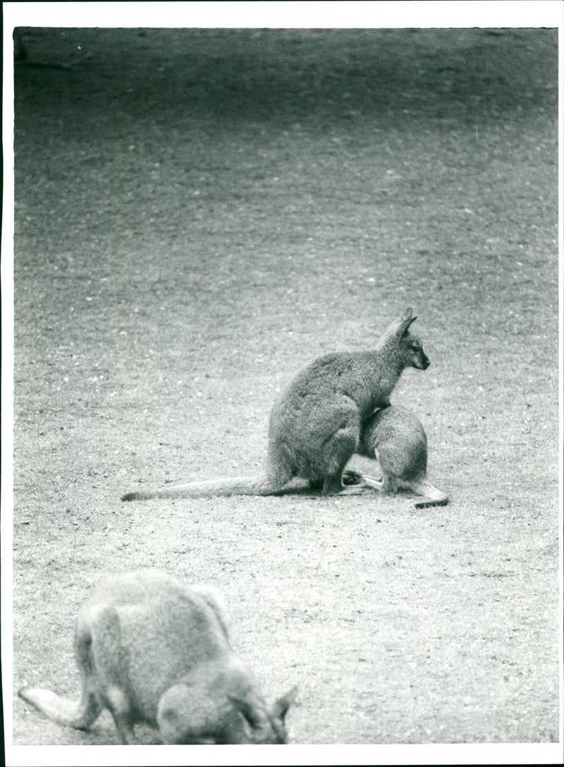 1987 ANIMALS KANGURUKS FREN ZOO KANGURUH REG FFM ANIMAL - Vintage Photograph