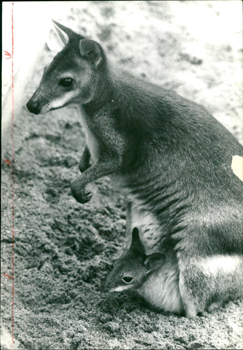 1971 ZOO ANIMALS KANGURUKS ANP ILOCALAS FRANKFURTER NEW PRESS LICENSE CAP - Vintage Photograph