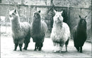 1995 GUANAHO ITAMPEL ANIMALS VIHUGNA ALPACAS ZOO ANIMALS CAMELS - Vintage Photograph