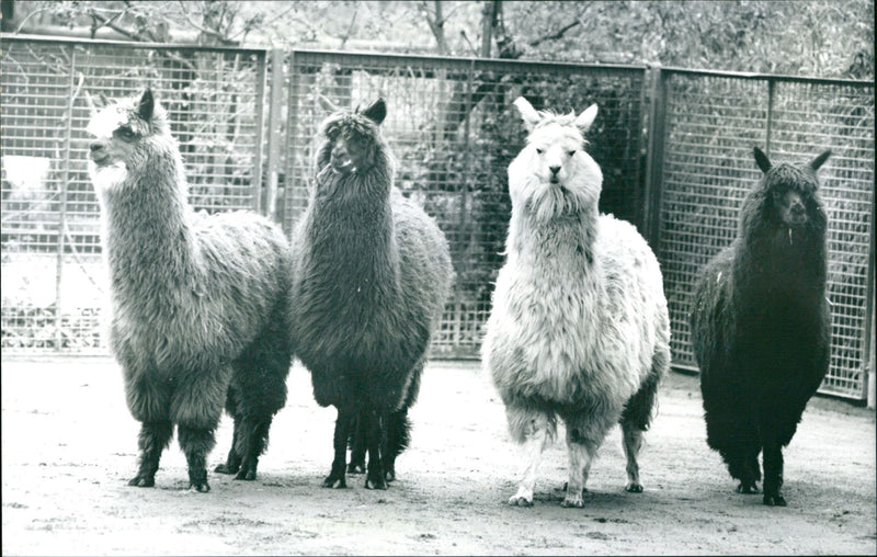 1995 GUANAHO ITAMPEL ANIMALS VIHUGNA ALPACAS ZOO ANIMALS CAMELS - Vintage Photograph