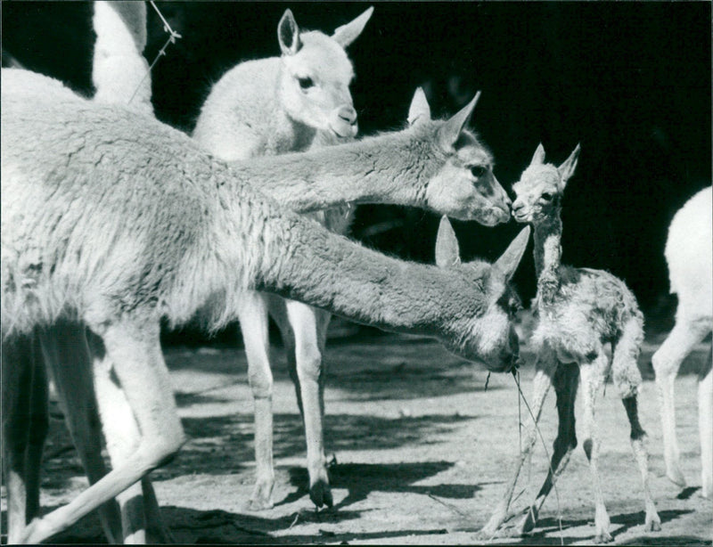 1990 ANIMALS CAMELS DROMEDARE LAMAS GUANAHO ITAMPELTIERE VIHUGNA - Vintage Photograph