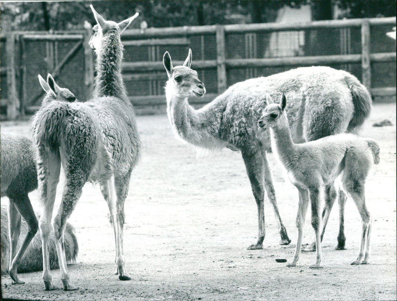 ANIMALS CAMELS DROMEDARE LAMAS GUANAHO ITAMPEL ANIMALS VIHUGN - Vintage Photograph