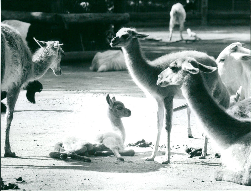 ANIMALS CAMELS DROMEDARE LAMAS GUANAHO ITAMPEL ANIMALS VIHUGNA ALP - Vintage Photograph