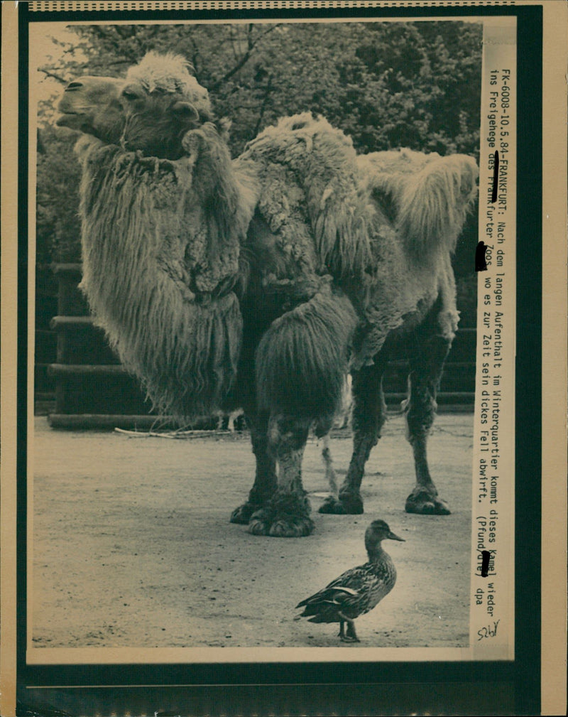 ANIMALS CAMELS DROMEDARE LAMAS GUANAHO ITAMPEL ANIMALS VIHUGNA ALPACAS AFTER - Vintage Photograph