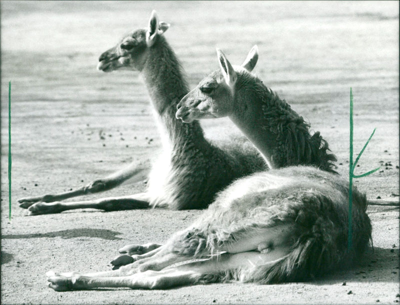 1992 ANIMALS CAMELS DROMEDARE GUANAHO ITAMPEL ANIMALS VIHUGNA ALPACAS LAMAS - Vintage Photograph