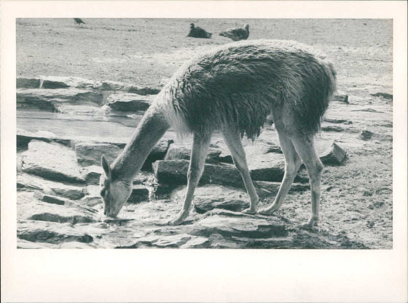 1988 GUANAHO ITAMPEL ANIMALS VIHUGNA ALPACAS ZOO ANIMALS CAME - Vintage Photograph