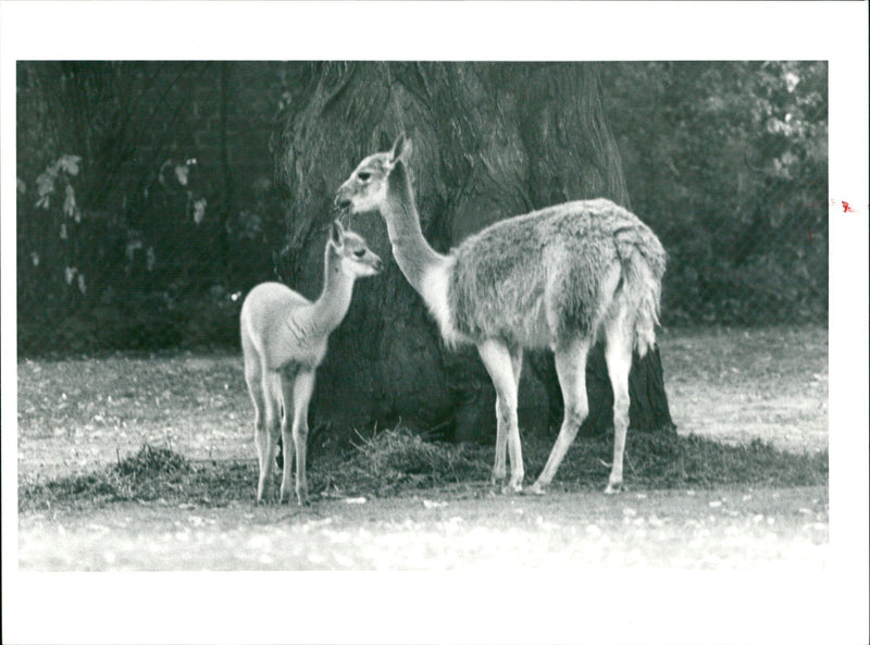 GUANAHO ITAMPEL ANIMALS VIHUGNA ALPACAS ZOO ANIMALS CAMELS DROMEDARE LAMAS GUA - Vintage Photograph