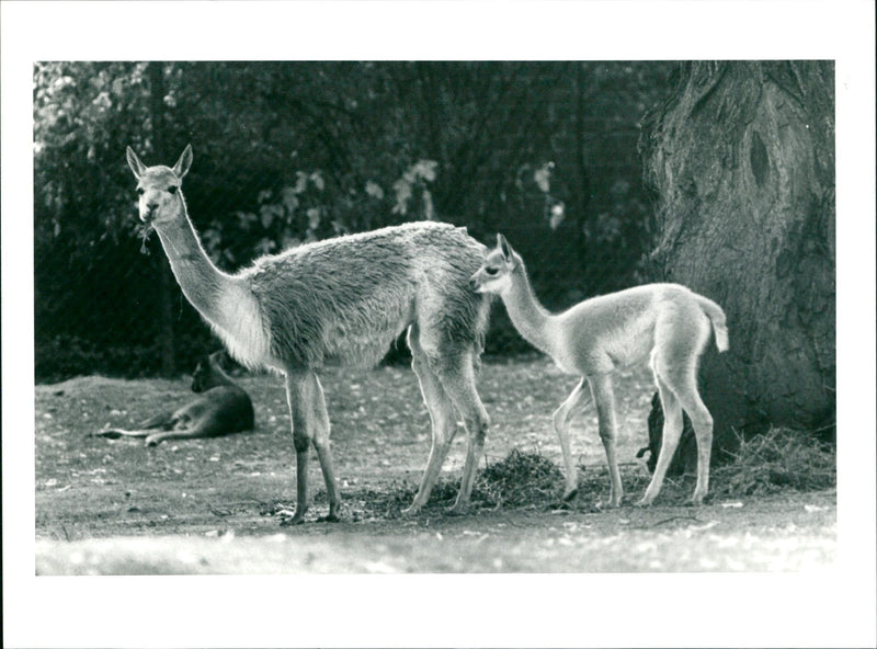 GUANAHO ITAMPEL ANIMALS VIHUGNA ALPACAS ZOO ANIMALS CAMELS DROMEDARE LAMAS GUA - Vintage Photograph