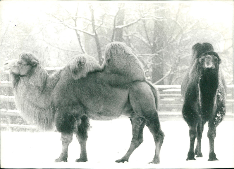 GUANAHO ITAMPEL ANIMALS VIHUGNA ALPACAS ZOO ANIMALS CAMELS DROMEDARE LAMAS GUA - Vintage Photograph