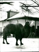 GUANAHO ITAMPEL ANIMALS VIHUGNA ALPACAS ZOO ANIMALS CAMELS DROMEDARE LAMAS GUA - Vintage Photograph
