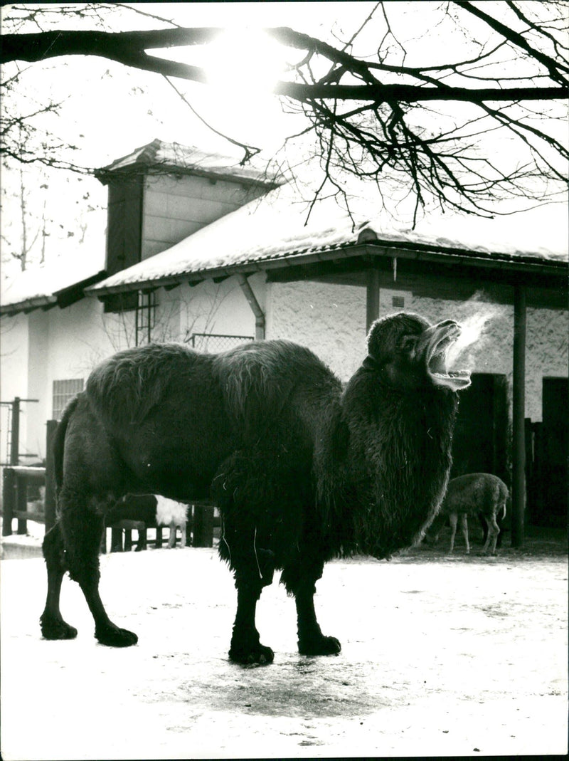 GUANAHO ITAMPEL ANIMALS VIHUGNA ALPACAS ZOO ANIMALS CAMELS DROMEDARE LAMAS GUA - Vintage Photograph