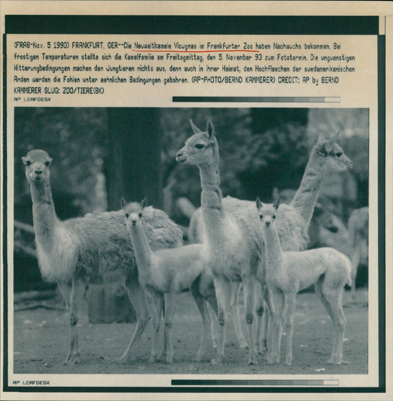 1993 ANIMALS CAMELS DROMEDARE LAMAS GUANAHO ITAMPELTIERE VIHUGN - Vintage Photograph