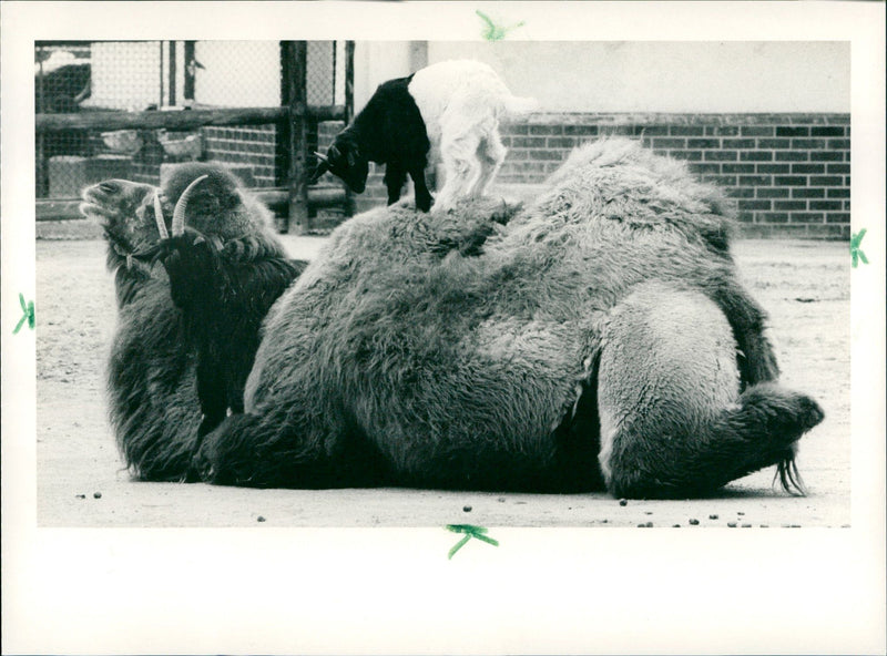 1988 ANIMALS CAMELS DROMEDARE LAMAS GUANAHO ITAMPEL ANIMALS - Vintage Photograph