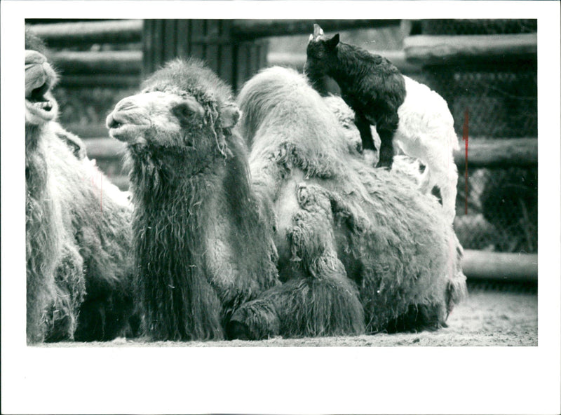 GUANAHO ITAMPEL ANIMALS VIHUGNA ALPACAS ZOO ANIMALS CAMELS DROMEDARE LAMAS GUA - Vintage Photograph