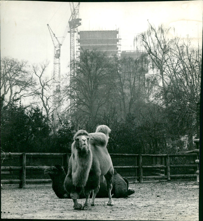 1962 DROMEDARE LAMAS GUANAHO ITAMPEL ANIMALS VIHUGNA ALPACAS ANIMALS CAMELS DIOCHES - Vintage Photograph