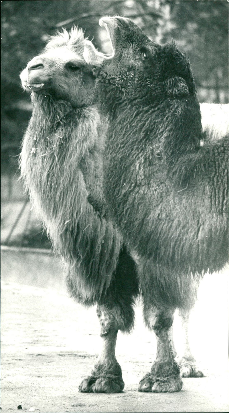 1984 DROMEDARE LAMAS GUANAHO TAMPING ANIMALS VIHUGNA ALPACAS CAMELS FEN ZOO FUPJI - Vintage Photograph