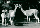 1991 GUANAHO ITAMPEL ANIMALS VIHUGNA ALPACAS ZOO ANIMALS CAMELS DROM OPEN - Vintage Photograph