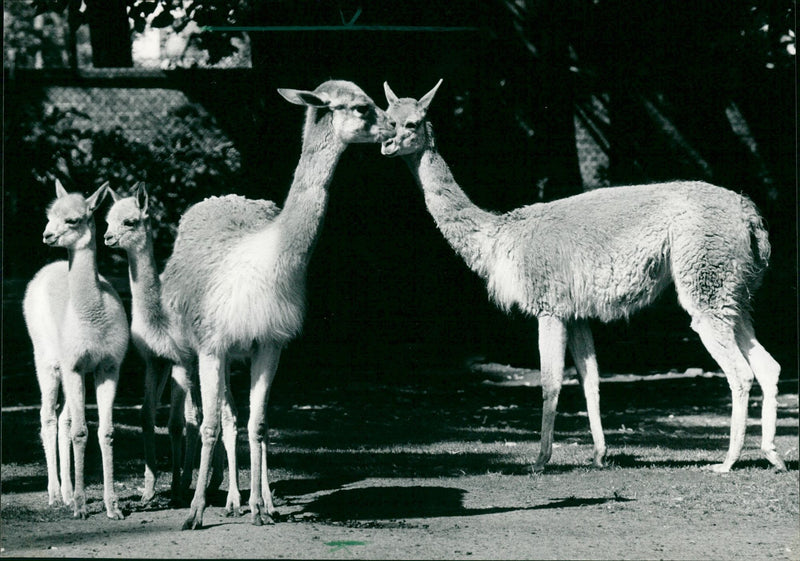 1991 GUANAHO ITAMPEL ANIMALS VIHUGNA ALPACAS ZOO ANIMALS CAMELS DROM OPEN - Vintage Photograph