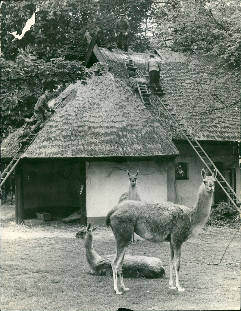 LAMAS GUANAHO TAMPERED ANIMALS VIHUGNA ALPACAS ZOO ANIMALS CAMELS DROME - Vintage Photograph