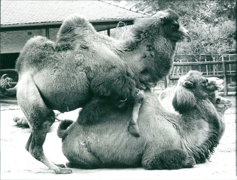 1996 ANIMALS CAMELS DROMEDARE LAMAS GUANAHO ITAMPELTIERE VIHUGNA - Vintage Photograph