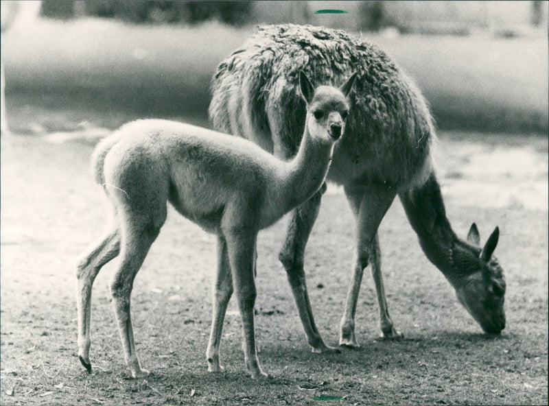 1990 ANIMALS CAMELS DROMEDARE LAMAS GUANAHO ITAMPELTIERE VIHUGN - Vintage Photograph