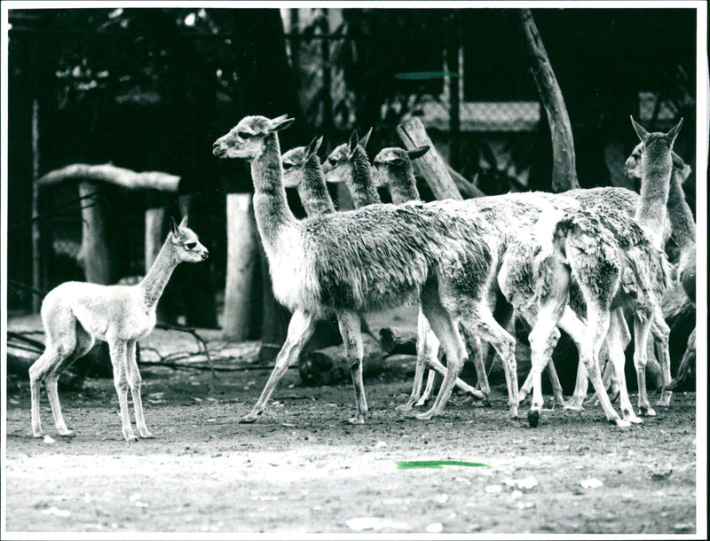 1995 ANIMALS CAMELS DROMEDARE LAMAS GUANAHO ITAMPELTIERE VIH - Vintage Photograph