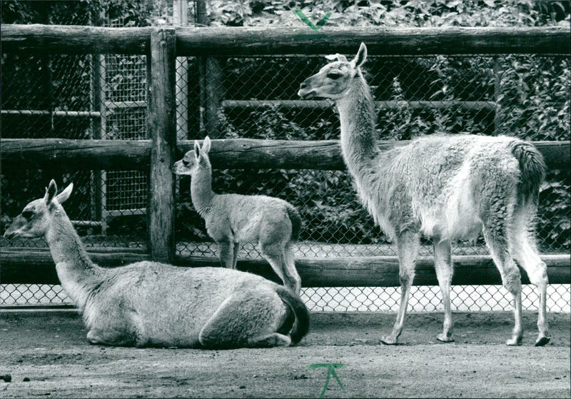 1992 ANIMALS CAMELS DROMEDARE LAMAS GUANAHO ITAMPEL ANIMALS VIHUGNA ALPAKAS PETER - Vintage Photograph