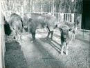 1988 NIDDATAL NIDDA ZOO CAME WISENTS PRUNELLA FILM - Vintage Photograph
