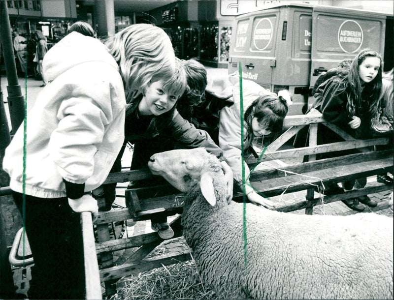 1990 NBAU CKER GERMAN DOMESTIC PIG ENJOYS THANKSG FILM - Vintage Photograph