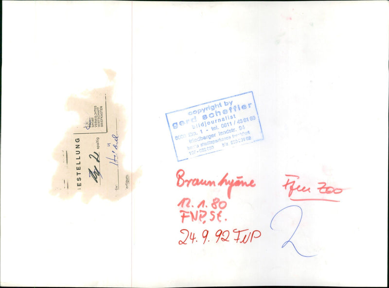 Brown hyena in the Frankfurt Zoo - Vintage Photograph