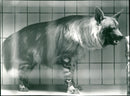 Brown hyena in the Frankfurt Zoo - Vintage Photograph