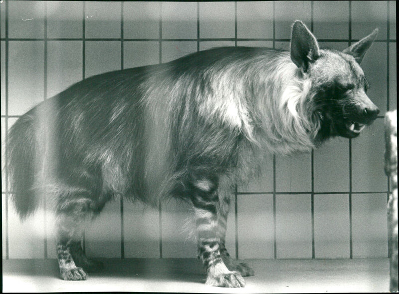 Brown hyena in the Frankfurt Zoo - Vintage Photograph