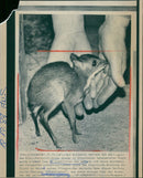 1987 HITSCHLESHEL KLEIN KANTSCHIL THESE ANIMALS NATIVE SUDOSTASIA - Vintage Photograph