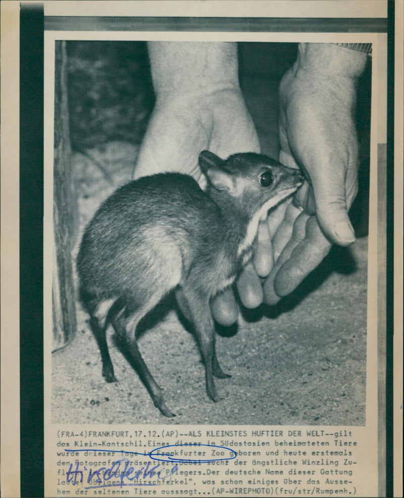 ANIMAL HITSCHLESHEL KLEIN KANTSCHIL DIOSER NATIVE SOUTHEAST ASI - Vintage Photograph