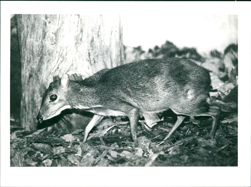 1985 ANIMAL HITSCHLESHEL FIRM BASED KLEIN KANTSCHIL GERMANY COMPANY - Vintage Photograph