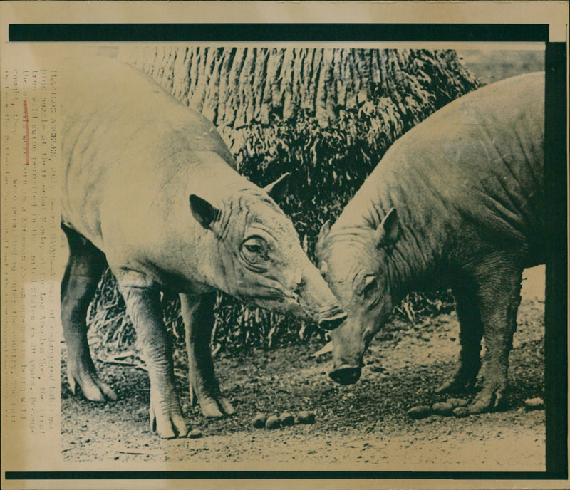 ANIMALS LIFE WON STATES EUR - Vintage Photograph